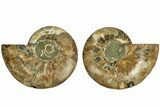 Cut & Polished, Agatized Ammonite Fossil - Madagascar #212866-1